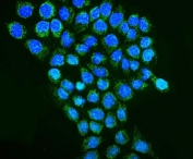 Immunofluorescent staining of FFPE human A431 cells with PHB2 antibody (green) and DAPI nuclear stain (blue). HIER: steam section in pH6 citrate buffer for 20 min.