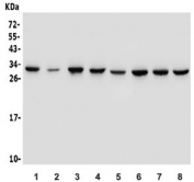 Western blot testing of human 1) HeLa, 2) Jurkat, 3) HEK293, 4) K562, 5) HT1080, 6) SW620, 7) U-87 MG and 8) A549 lysate with PHB2 antibody. Predicted molecular weight: ~33 kDa.
