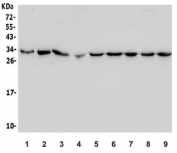 Western blot testing of rat 1) brain, 2) heart, 3) liver, 4) PC-12 and mouse 5) brain, 6) heart, 7) liver, 8) NIH 3T3 and 9) RAW264.7 lysate with PHB2 antibody. Predicted molecular weight: ~33 kDa.