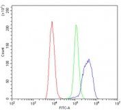 Flow cytometry testing of human Raji cells with PI3K gamma antibody at 1ug/million cells (blocked with goat sera); Red=cells alone, Green=isotype control, Blue= PI3K gamma antibody.