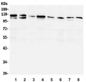 Western blot testing of human 1) K562, 2) Raji, 3) Jurkat, 4) HepG2, 5) rat RH-35, 6) rat PC-12, 7) NIH 3T3 and 8) RAW264.7 lysate with PI3K gamma antibody. Expected molecular weight: 110-126 kDa.