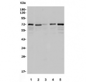 Western blot testing of 1) human HeLa, 2) human K562, 3) rat brain, 4) rat liver and 5) mouse Neuro-2a antibody. Predicted molecular weight ~71 kDa.