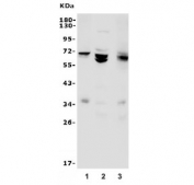 Western blot testing of 1) human Jurkat, 2) human Raji and 3) mouse RAW264.7 lysate with PTPN6 antibody. Predicted molecular weight: ~68 kDa.