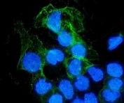 Immunofluorescent staining of FFPE human A431 cells with PTPN6 antibody (green) and DAPI nuclear stain (blue). HIER: steam section in pH6 citrate buffer for 20 min.