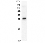 Western blot testing of human K562 lysate with RGS18 antibody. Predicted molecular weight: ~28 kDa.