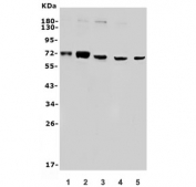 Western blot testing of human 1) HeLa, 2) HepG2, 3) K562, 4) Raji and 5) mouse NIH 3T3 lysate with SAMHD1 antibody. Predicted molecular weight ~72 kDa.
