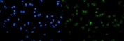 Immunofluorescent staining of FFPE human A549 cells with SAMHD1 antibody (green) and DAPI nuclear stain (blue). HIER: steam section in pH6 citrate buffer for 20 min.