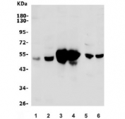 Western blot testing of 1) human Jurkat, 2) human HeLa, 3) monkey liver, 4) monkey kidney, 5) rat kidney and 6) mouse ANA-1 lysate with SHMT1 antibody. Predicted molecular weight ~53 kDa.