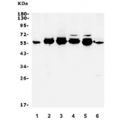 Western blot testing of 1) human placenta, 2) human HEK293, 3) monkey COS-7, 4) human HeLa, 5) human A549 and 6) monkey kidney lysate with MST-2 antibody. Predicted molecular weight: ~59/56 kDa (isoforms 1/2).
