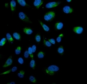 Immunofluorescent staining of FFPE human PC-3 cells with MST-2 antibody (green) and DAPI nuclear stain (blue). HIER: steam section in pH6 citrate buffer for 20 min.