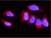 Immunofluorescent staining of FFPE human U-2 OS cells with SYNPO antibody (red) and DAPI nuclear stain (blue). HIER: steam section in pH6 citrate buffer for 20 min.