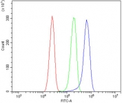 Flow cytometry testing of human U-87 MG cells with SYNPO antibody at 1ug/million cells (blocked with goat sera); Red=cells alone, Green=isotype control, Blue= SYNPO antibody.