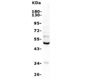 Western blot testing of human HeLa lysate with TEAD2 antibody. Predicted molecular weight: ~49 kDa.