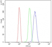 Flow cytometry testing of human HeLa cells with TEAD2 antibody at 1ug/million cells (blocked with goat sera); Red=cells alone, Green=isotype control, Blue= TEAD2 antibody.