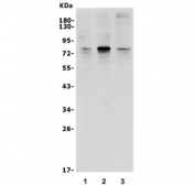 Western blot testing of human 1) K562, 2) HEK293 and 3) HeLa lysate with TFEB antibody. Expected molecular weight: 53-60 kDa (unmodified), 65-70 kDa (modified).