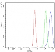 Flow cytometry testing of human U-87 MG cells with TLN1 antibody at 1ug/million cells (blocked with goat sera); Red=cells alone, Green=isotype control, Blue= TLN1 antibody.