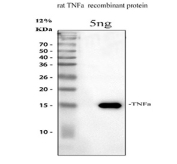 Western blot testing of recombinant rat Tnf alpha partial protein with Tnf alpha antibody.