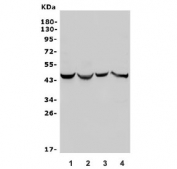 Western blot testing of 1) A549, 2) HeLa, 3) U-2 OS and 4) HepG2 lysate with TRAF1 antibody. Expected molecular weight: 46-50 kDa.
