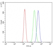 Flow cytometry testing of human A549 cells with TRAF1 antibody at 1ug/million cells (blocked with goat sera); Red=cells alone, Green=isotype control, Blue= TRAF1 antibody.