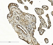 IHC staining of FFPE human placenta with TUBA1A antibody. HIER: boil tissue sections in pH8 EDTA for 20 min and allow to cool before testing.