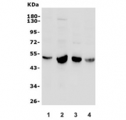 Western blot testing of 1) human HeLa, 2) human ThP-1, 3) rat brain and 4) mouse brain lysate with TUBB1 antibody. Expected molecular weight: 50-55 kDa.