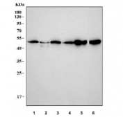 Western blot testing of 1) human HeLa, 2) human K562, 3) human HEL, 4) human HepG2, 5) rat brain and 6) mouse brain lysate with TUBB1 antibody. Expected molecular weight: 50-55 kDa.