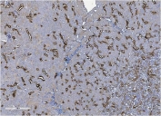 IHC staining of FFPE mouse kidney with Uromodulin antibody. HIER: boil tissue sections in pH8 EDTA for 20 min and allow to cool before testing.