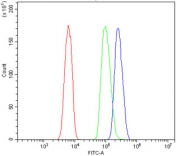 Flow cytometry testing of human HL-60 cells with UNG antibody at 1ug/million cells (blocked with goat sera); Red=cells alone, Green=isotype control, Blue= UNG antibody.
