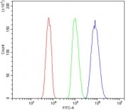 Flow cytometry testing of human HL-60 cells with RENT3A antibody at 1ug/million cells (blocked with goat sera); Red=cells alone, Green=isotype control, Blue= RENT3A antibody.