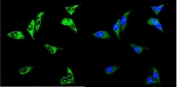 Immunofluorescent staining of FFPE human U-2 OS cells with RENT3A antibody (green) and DAPI nuclear stain (blue). HIER: steam section in pH6 citrate buffer for 20 min.