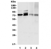 Western blot testing of 1) human HeLa, 2) human K562, 3) mouse lung and 4) mouse kidney lysate with WEE1 antibody. Predicted molecular weight ~72 kDa.
