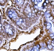 IHC staining of FFPE rat intestine with Xrcc4 antibody. HIER: boil tissue sections in pH8 EDTA for 20 min and allow to cool before testing.