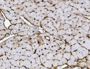 IHC staining of FFPE mouse heart with Xrcc4 antibody. HIER: boil tissue sections in pH8 EDTA for 20 min and allow to cool before testing.