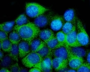 Immunofluorescent staining of FFPE human MCF7 cells with 14-3-3 epsilon antibody (green) and DAPI nuclear stain (blue). HIER: steam section in pH6 citrate buffer for 20 min.