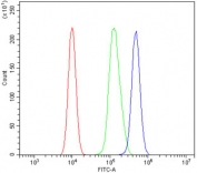 Flow cytometry testing of human 293T cells with ZBTB16 antibody at 1ug/million cells (blocked with goat sera); Red=cells alone, Green=isotype control, Blue= ZBTB16 antibody.