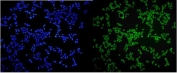 Immunofluorescent staining of FFPE human HeLa cells with MCPIP1 antibody (green) and DAPI nuclear stain (blue). HIER: steam section in pH6 citrate buffer for 20 min.