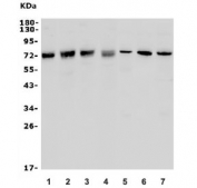 Western blot testing of human 1) K562, 2) Raji, 3) SW620, 4) HeLa, 5) rat spleen, 6) rat kidney, 7) mouse thymus lysate with MCPIP1 antibody. Predicted molecular weight ~66 kDa.