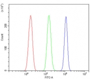Flow cytometry testing of human U-87 MG cells with MCPIP1 antibody at 1ug/million cells (blocked with goat sera); Red=cells alone, Green=isotype control, Blue= MCPIP1 antibody.