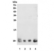 Western blot testing of human 1) A549, 2) HeLa, 3) HeLa and 4) ThP-1 lysate with S100A4 antibody. Predicted molecular weight ~12 kDa.