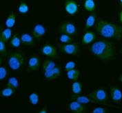Immunofluorescent staining of FFPE human A549 cells with ACADS antibody (green) and DAPI nuclear stain (blue). HIER: steam section in pH6 citrate buffer for 20 min.