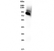 Western blot testing of human plasma lysate with Afamin antibody. Predicted molecular weight: ~69/87 kDa (unmodified/glycosylated).