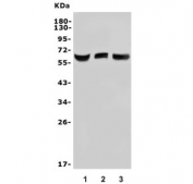 Western blot testing of 1) human HEK293, 2) monkey COS-7 and 3) human HK-2 lysate with Arylsulfatase L antibody. Predicted molecular weight ~66 kDa.