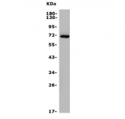 Western blot testing of rat RH35 lysate with Arse antibody. Predicted molecular weight ~66 kDa.