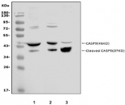 Western blot testing of 1) mouse heart, 2) rat heart and 3) rat skeletal muscle with Caspase 9 p35 antibody.