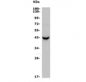 Western blot testing of human HL-60 lysate with CCR2 antibody. Predicted molecular weight ~42 kDa.