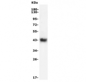 Western blot testing of human Raji lysate with CD38 antibody. Expected molecular weight: 34-46 kDa depending on glycosylation level.