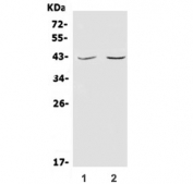 Western blot testing of 1) human Jurkat and 2) mouse thymus lysate with CD48 antibody. Expected molecular weight 28 kDa (unmodified), up to 50 kDa (glycosylated).