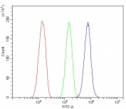 Flow cytometry testing of mouse HEPA1-6 cells with Cfh antibody at 1ug/million cells (blocked with goat sera); Red=cells alone, Green=isotype control, Blue= Cfh antibody.