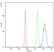 Flow cytometry testing of mouse RAW264.7 cells with CINP antibody at 1ug/million cells (blocked with goat sera); Red=cells alone, Green=isotype control, Blue= CINP antibody.