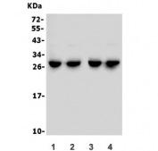 Western blot testing of 1) mouse liver, 2) mouse kidney, 3) rat liver and 4) rat kidney lysate with CMBL antibody. Predicted molecular weight ~28 kDa.